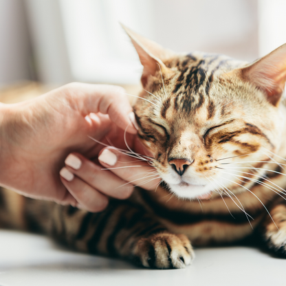 Tar bort löst hår utan stress